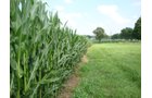 Property photo 24 - 160 Acres Offered in 6 Tracts